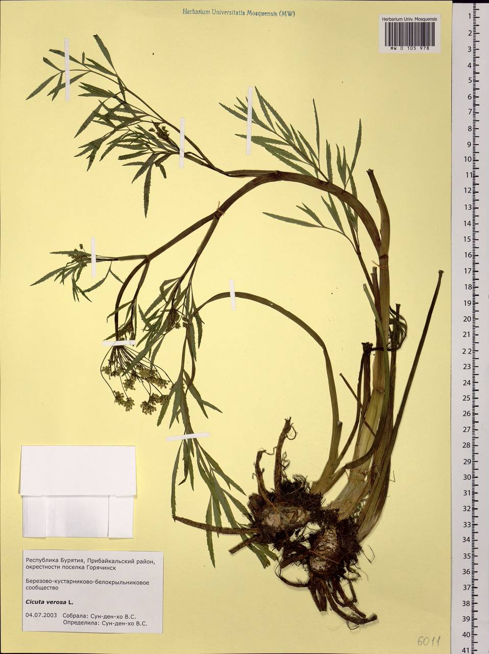 Cicuta virosa L., Siberia, Baikal & Transbaikal region (S4) (Russia)