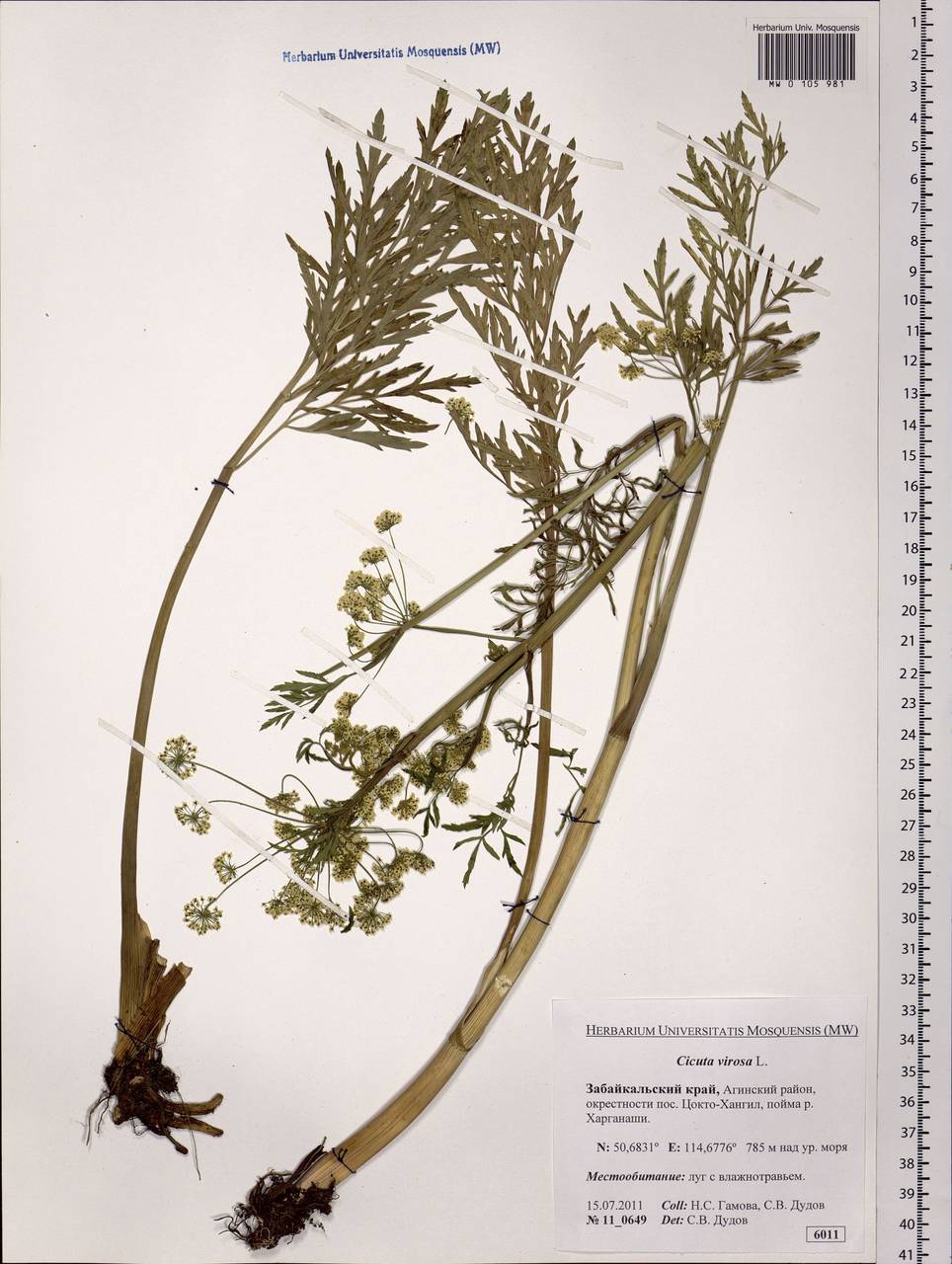 Cicuta virosa L., Siberia, Baikal & Transbaikal region (S4) (Russia)