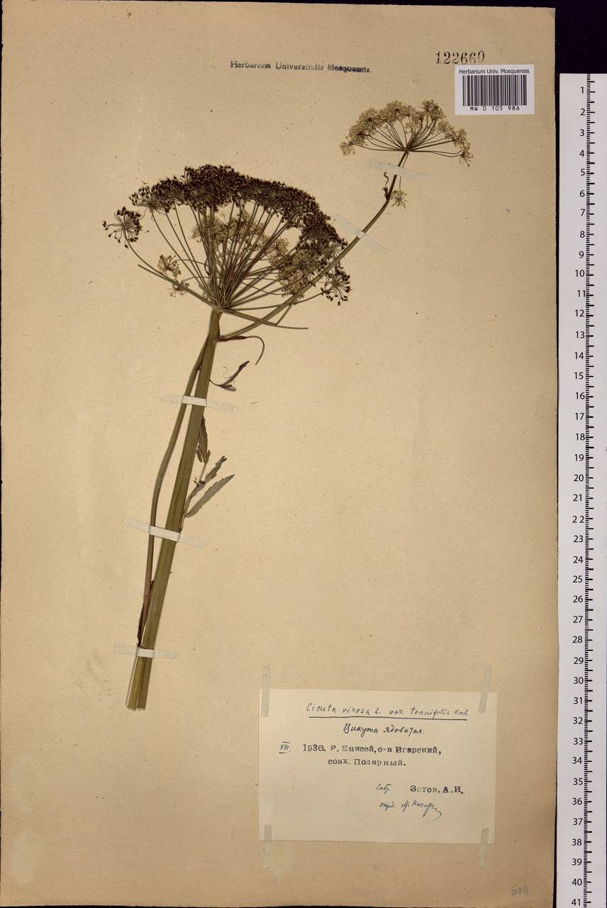 Cicuta virosa L., Siberia, Central Siberia (S3) (Russia)