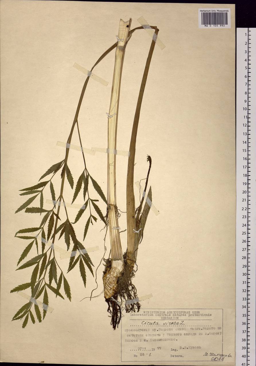 Cicuta virosa L., Siberia, Central Siberia (S3) (Russia)