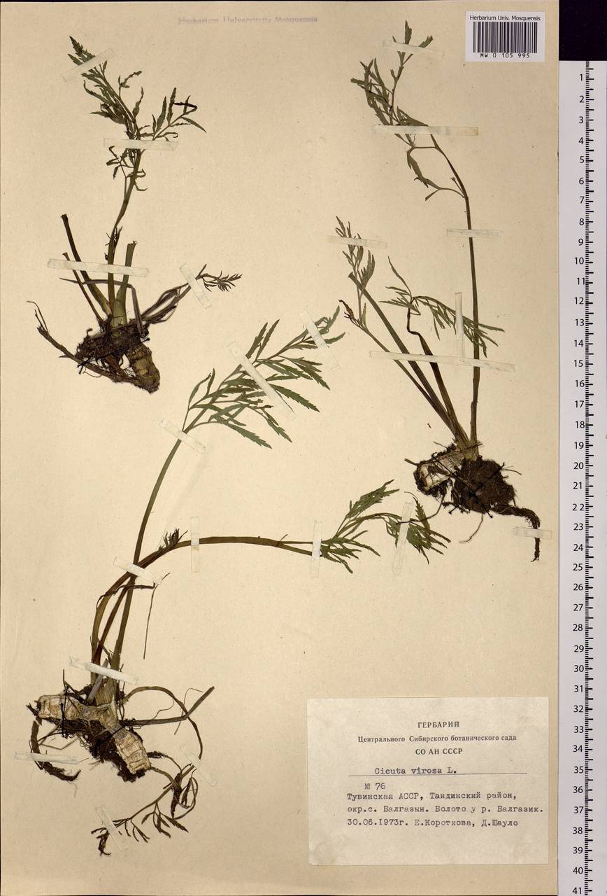 Cicuta virosa L., Siberia, Altai & Sayany Mountains (S2) (Russia)
