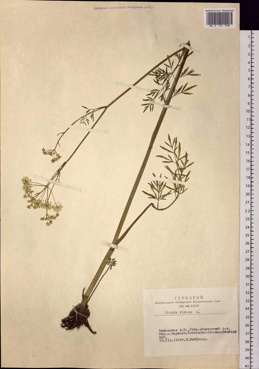Cicuta virosa L., Siberia, Altai & Sayany Mountains (S2) (Russia)