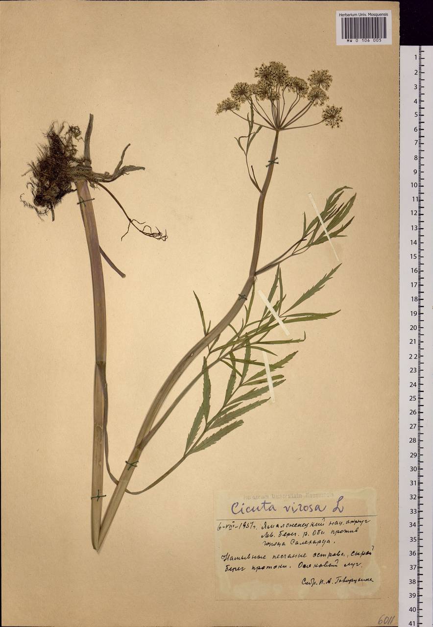 Cicuta virosa L., Siberia, Western Siberia (S1) (Russia)