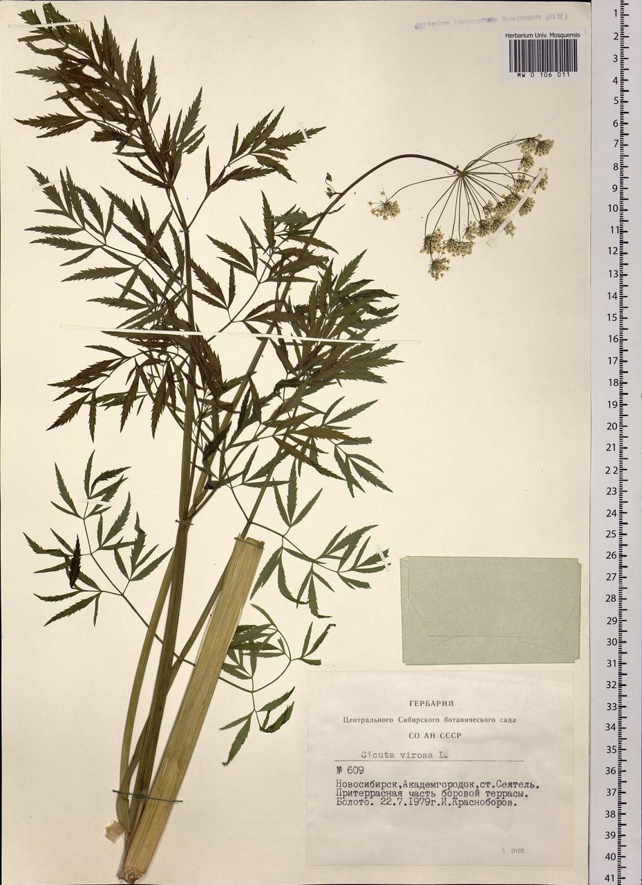 Cicuta virosa L., Siberia, Western Siberia (S1) (Russia)