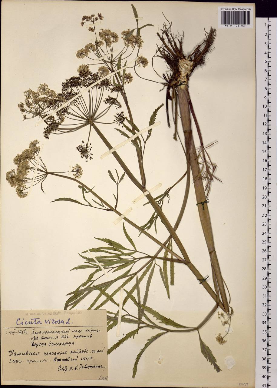 Cicuta virosa L., Siberia, Western Siberia (S1) (Russia)
