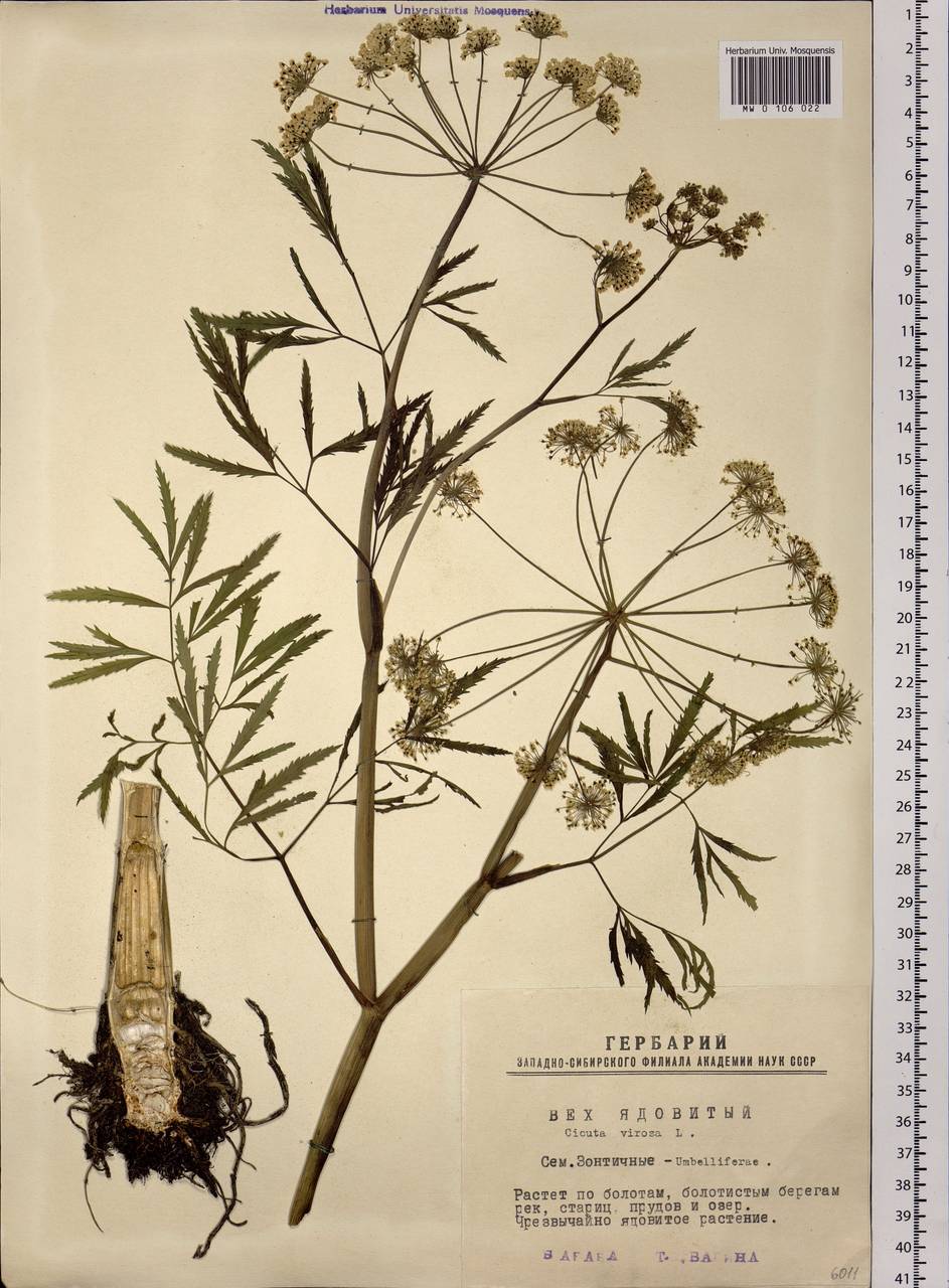 Cicuta virosa L., Siberia, Western Siberia (S1) (Russia)