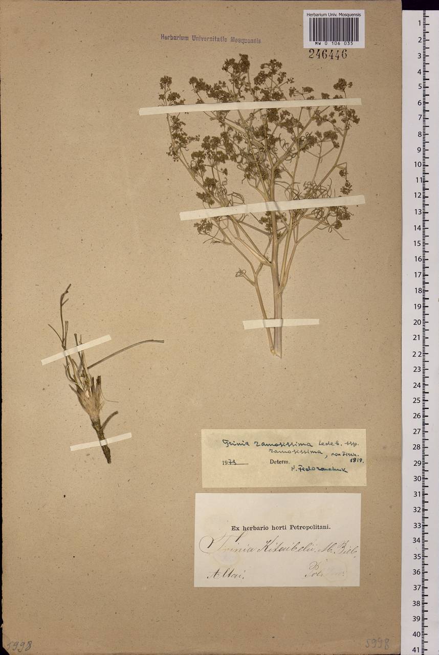 Trinia kitaibelii M. Bieb., Siberia, Western (Kazakhstan) Altai Mountains (S2a) (Kazakhstan)