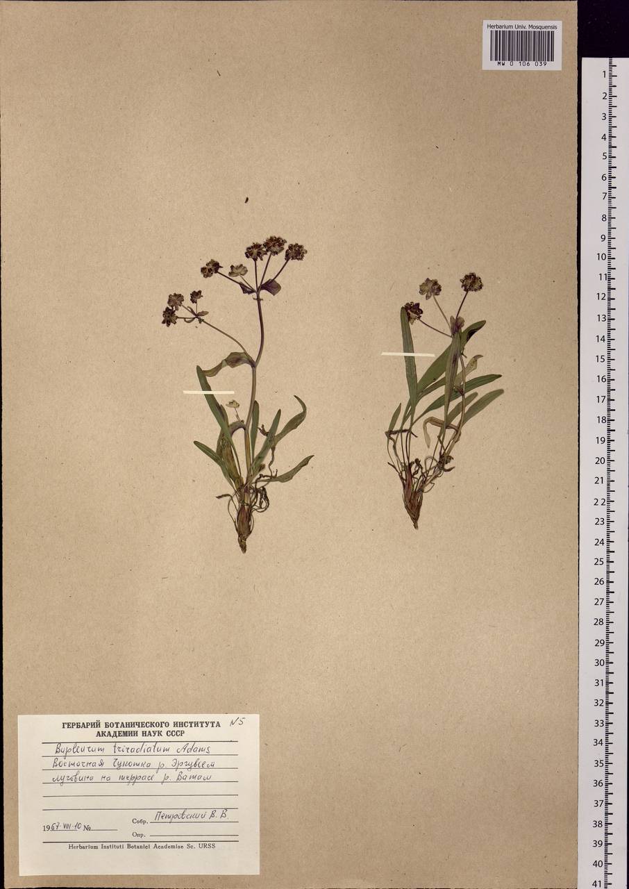 Bupleurum triradiatum Adams ex Hoffm., Siberia, Chukotka & Kamchatka (S7) (Russia)