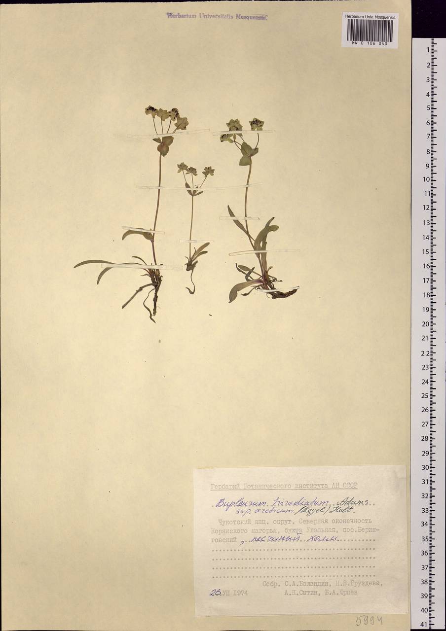 Bupleurum triradiatum Adams ex Hoffm., Siberia, Chukotka & Kamchatka (S7) (Russia)