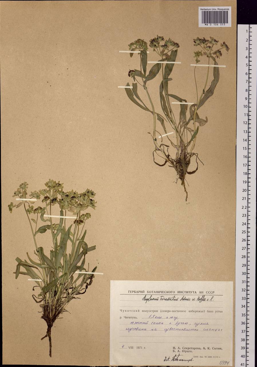 Bupleurum triradiatum Adams ex Hoffm., Siberia, Chukotka & Kamchatka (S7) (Russia)