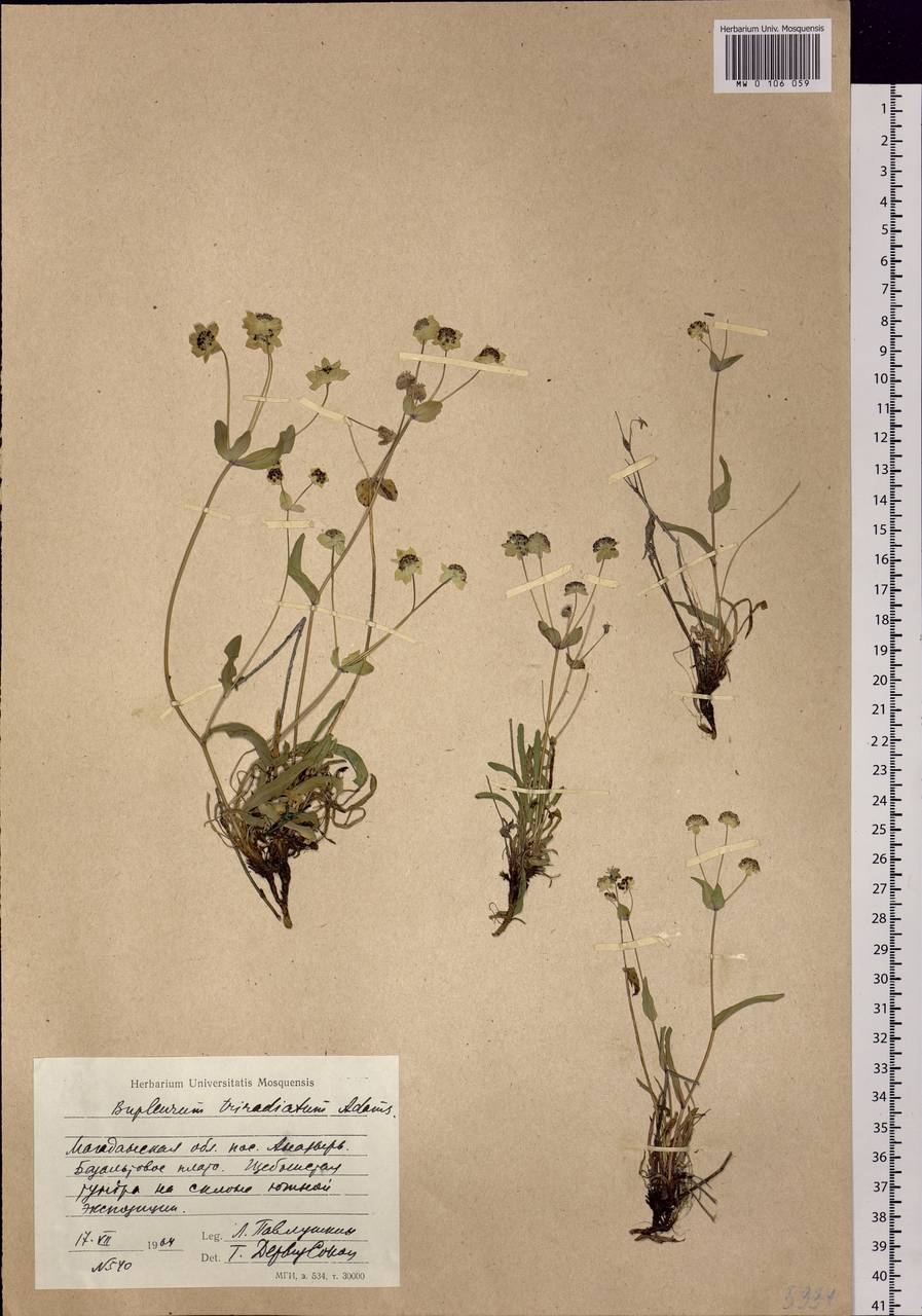Bupleurum triradiatum Adams ex Hoffm., Siberia, Chukotka & Kamchatka (S7) (Russia)
