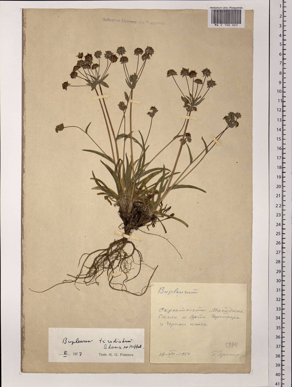 Bupleurum triradiatum Adams ex Hoffm., Siberia, Chukotka & Kamchatka (S7) (Russia)