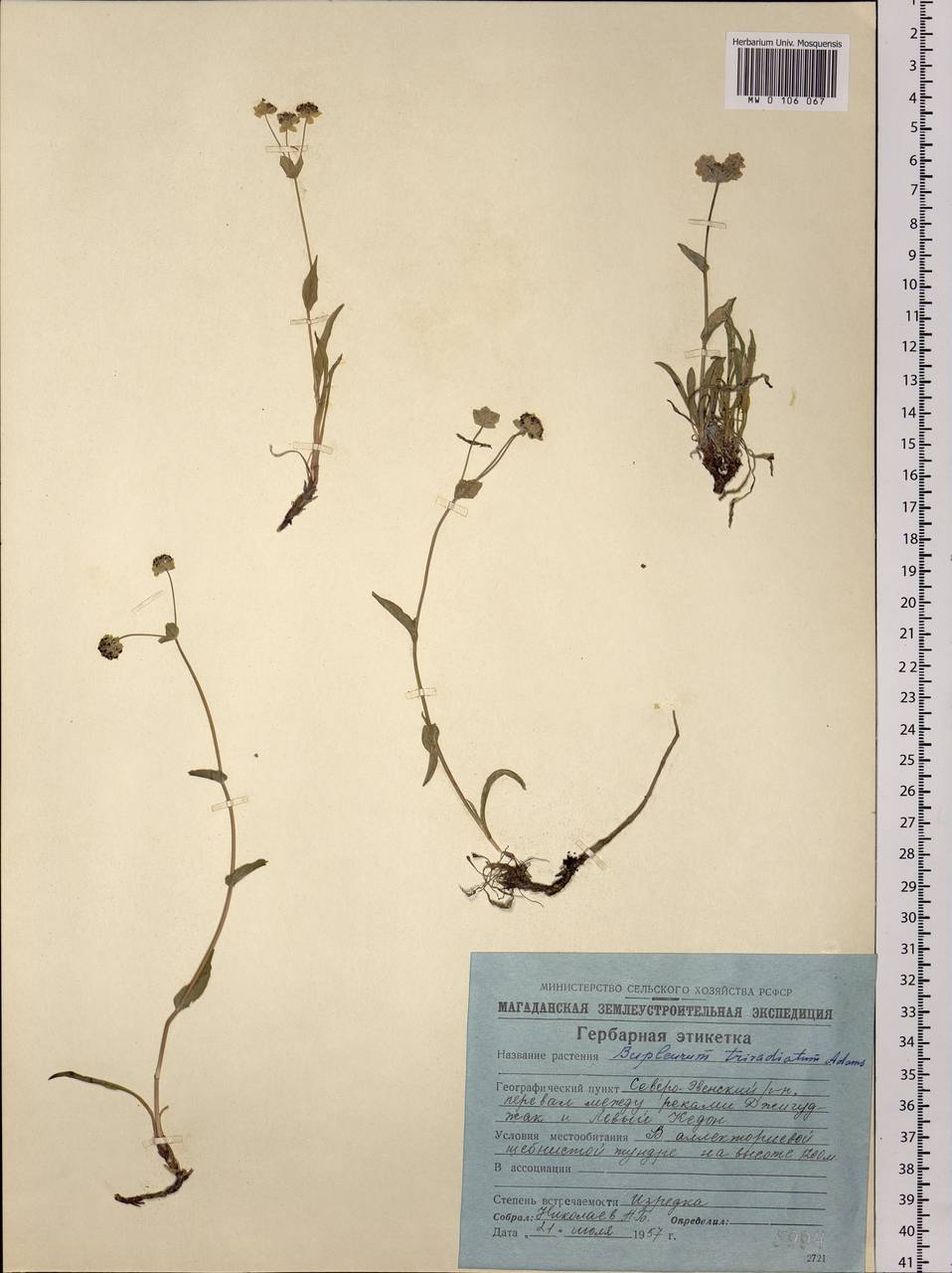 Bupleurum triradiatum Adams ex Hoffm., Siberia, Chukotka & Kamchatka (S7) (Russia)