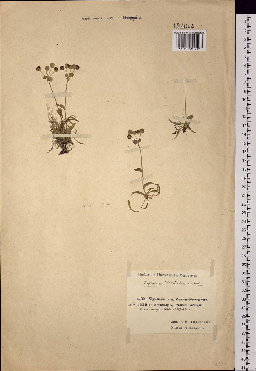 Bupleurum triradiatum Adams ex Hoffm., Siberia, Chukotka & Kamchatka (S7) (Russia)