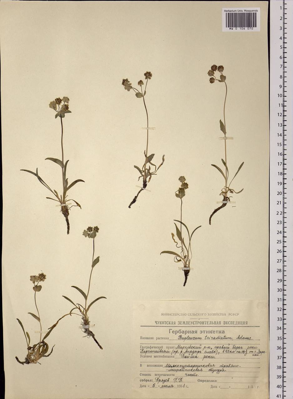 Bupleurum triradiatum Adams ex Hoffm., Siberia, Chukotka & Kamchatka (S7) (Russia)