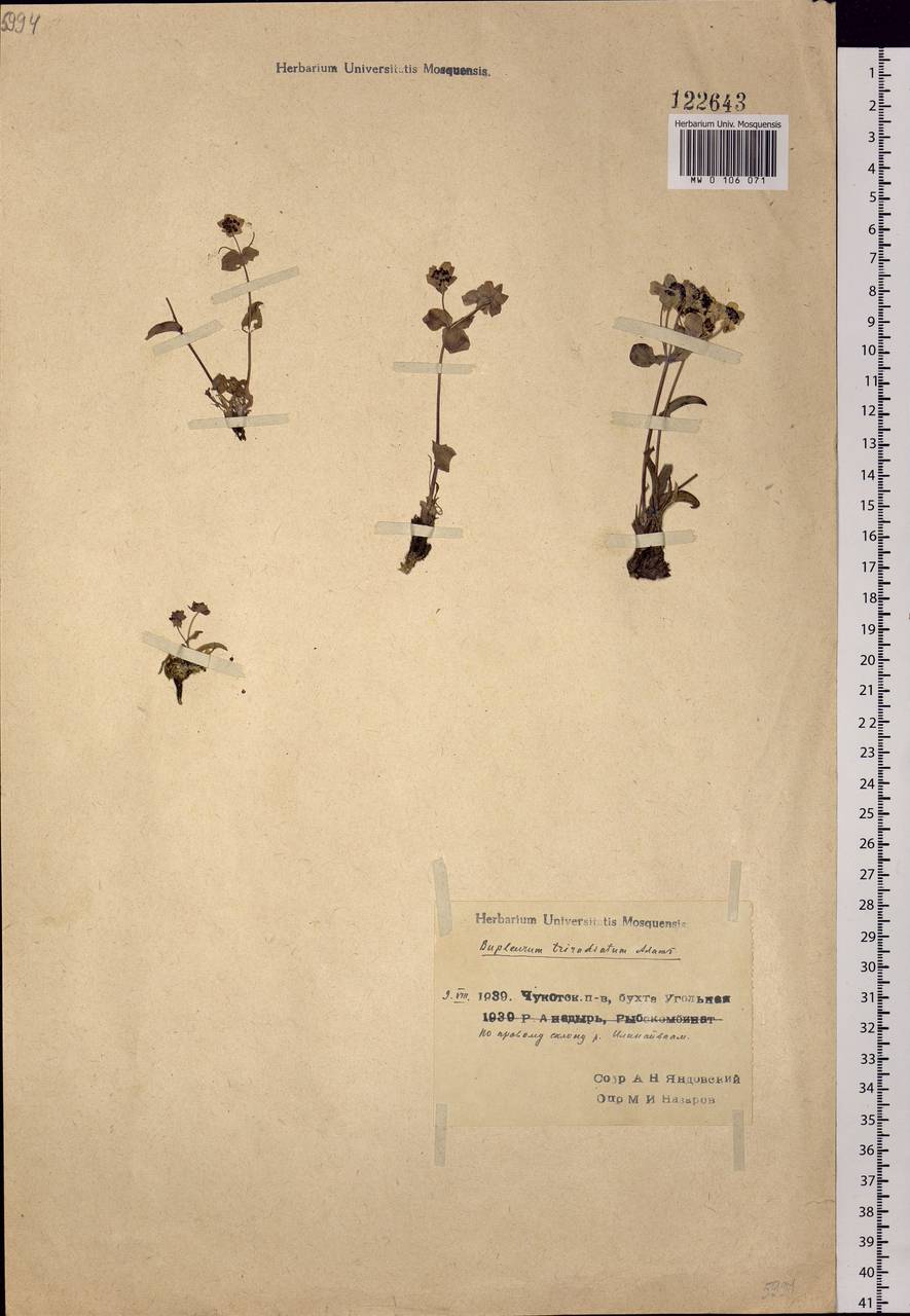 Bupleurum triradiatum Adams ex Hoffm., Siberia, Chukotka & Kamchatka (S7) (Russia)