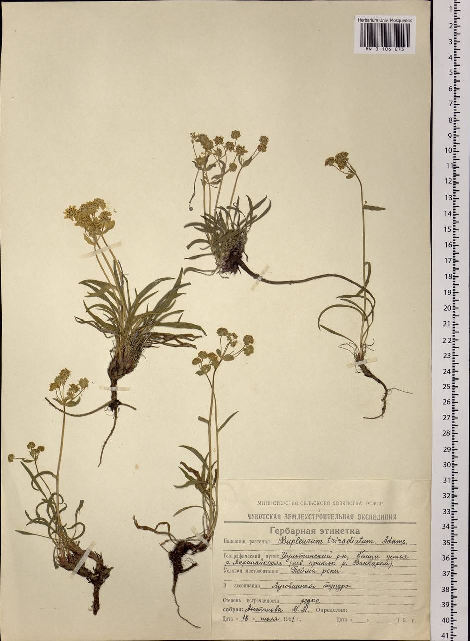 Bupleurum triradiatum Adams ex Hoffm., Siberia, Chukotka & Kamchatka (S7) (Russia)