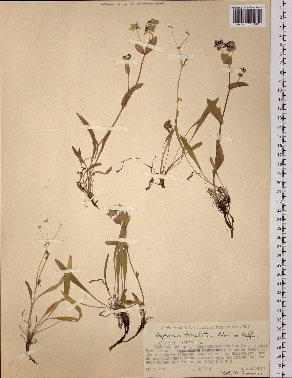 Bupleurum triradiatum Adams ex Hoffm., Siberia, Russian Far East (S6) (Russia)