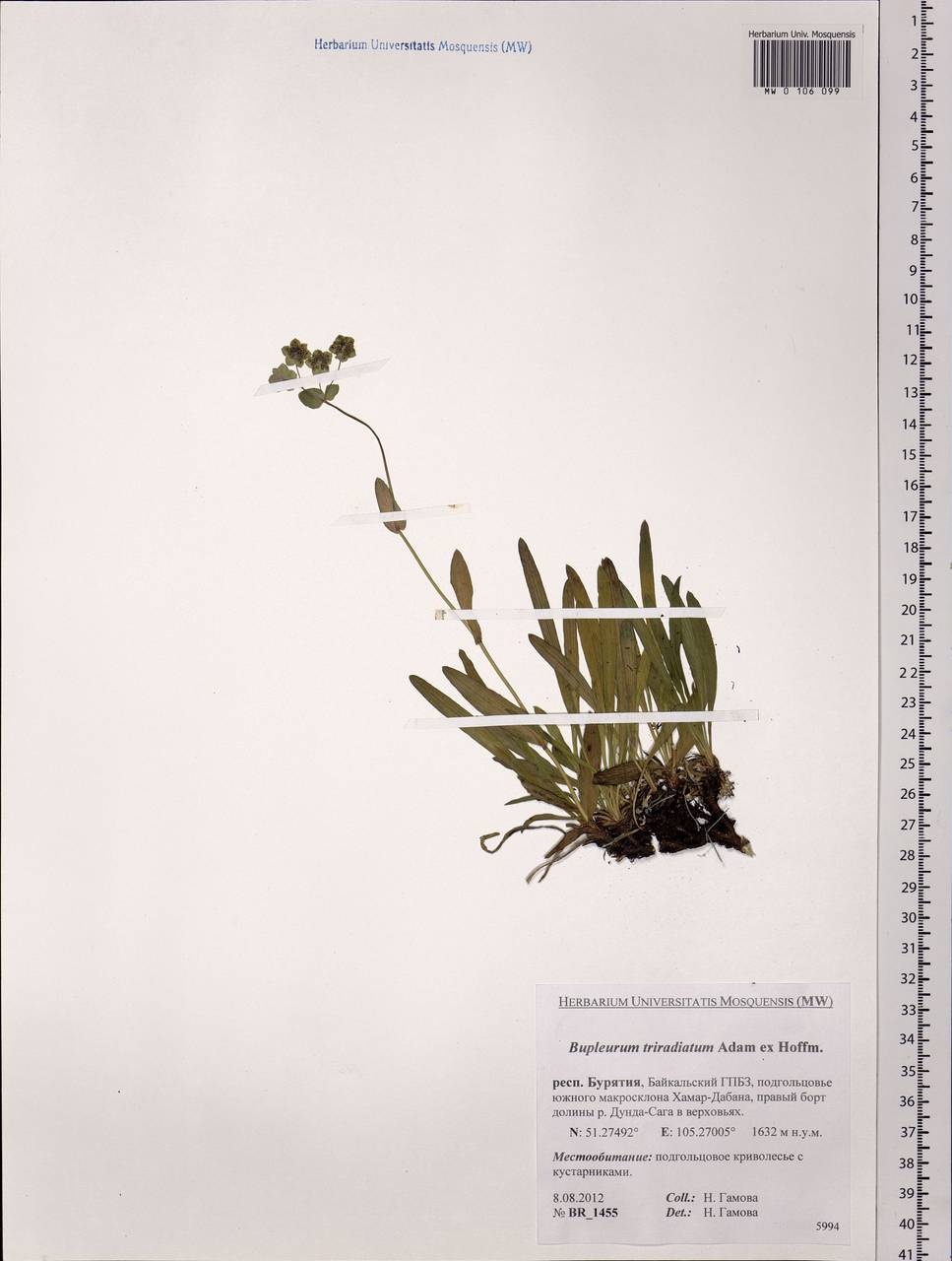 Bupleurum triradiatum Adams ex Hoffm., Siberia, Baikal & Transbaikal region (S4) (Russia)