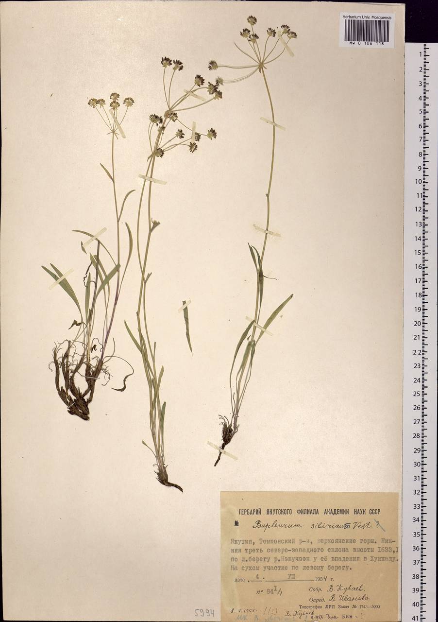 Bupleurum sibiricum Vest ex Spreng., Siberia, Yakutia (S5) (Russia)