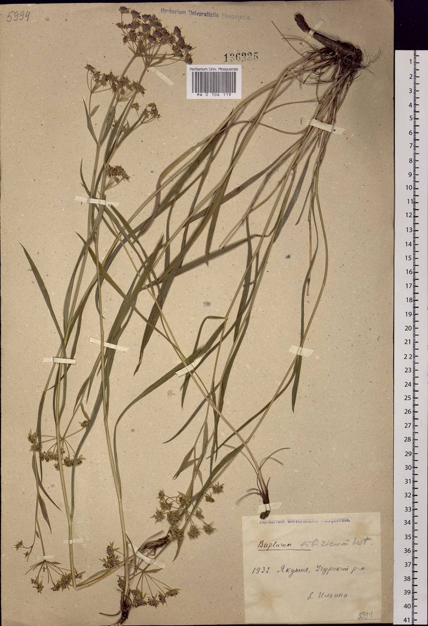 Bupleurum sibiricum Vest ex Spreng., Siberia, Yakutia (S5) (Russia)