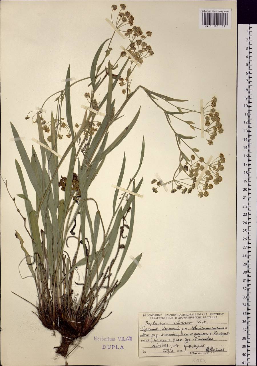 Bupleurum sibiricum Vest ex Spreng., Siberia, Baikal & Transbaikal region (S4) (Russia)
