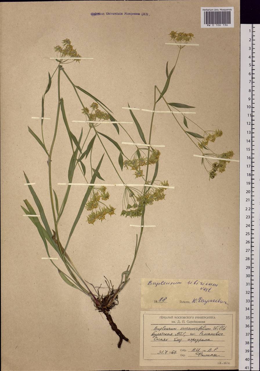 Bupleurum sibiricum Vest ex Spreng., Siberia, Baikal & Transbaikal region (S4) (Russia)