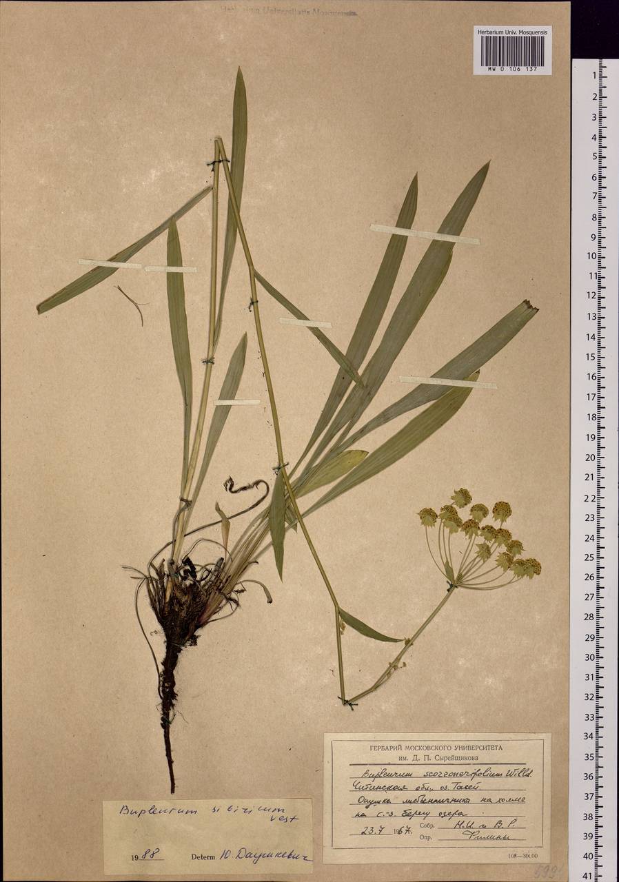 Bupleurum sibiricum Vest ex Spreng., Siberia, Baikal & Transbaikal region (S4) (Russia)