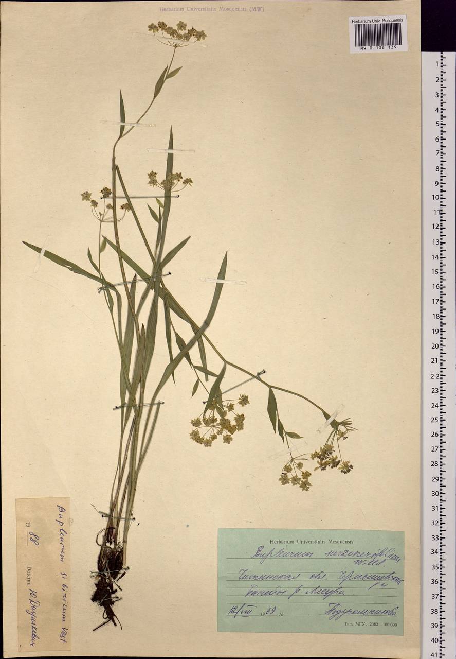 Bupleurum sibiricum Vest ex Spreng., Siberia, Baikal & Transbaikal region (S4) (Russia)