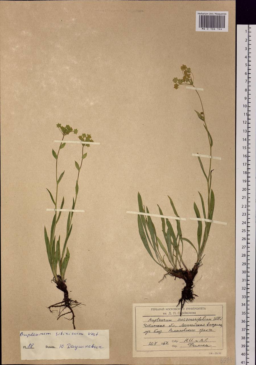 Bupleurum sibiricum Vest ex Spreng., Siberia, Baikal & Transbaikal region (S4) (Russia)