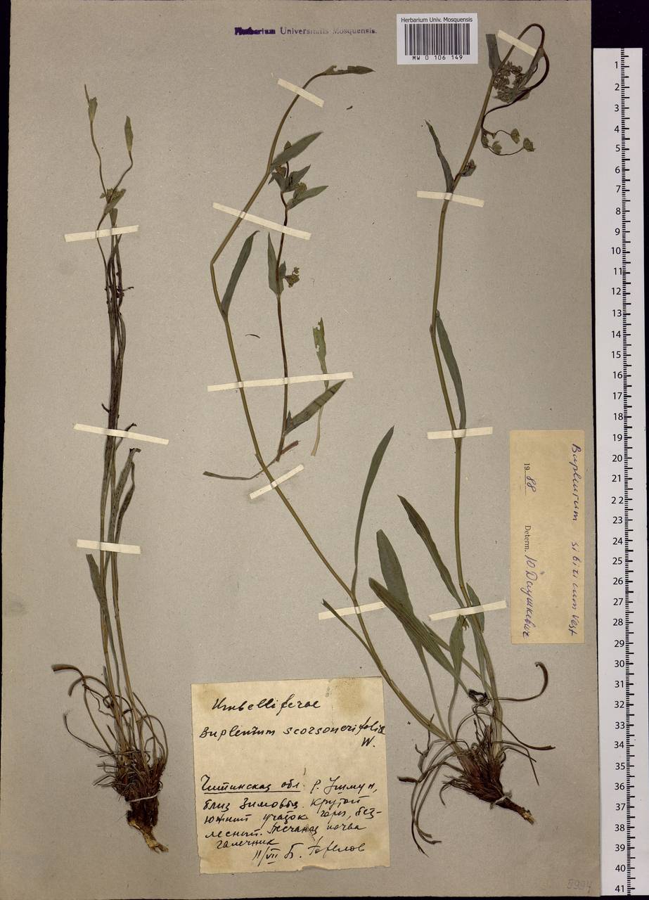 Bupleurum sibiricum Vest ex Spreng., Siberia, Baikal & Transbaikal region (S4) (Russia)