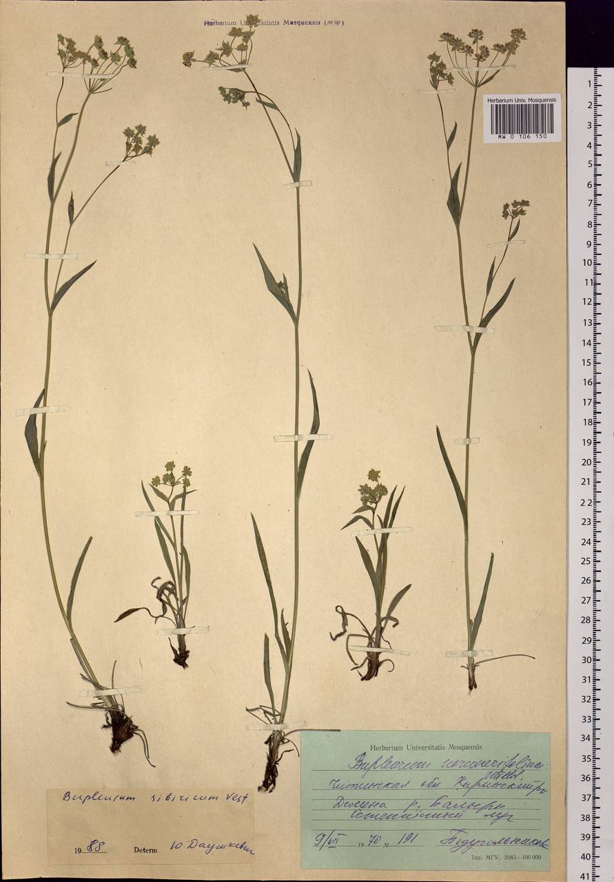 Bupleurum sibiricum Vest ex Spreng., Siberia, Baikal & Transbaikal region (S4) (Russia)