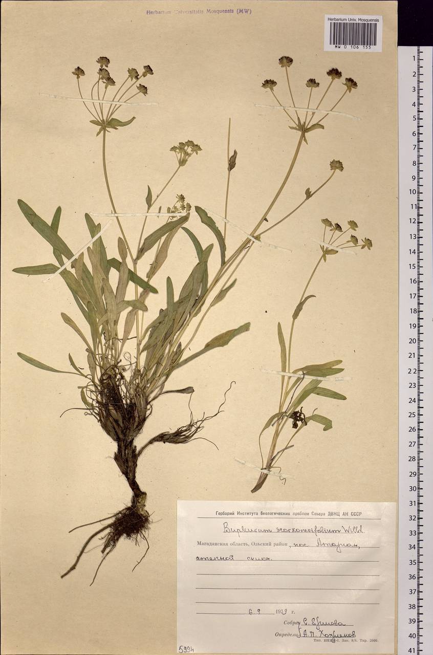 Bupleurum scorzonerifolium Willd., Siberia, Chukotka & Kamchatka (S7) (Russia)