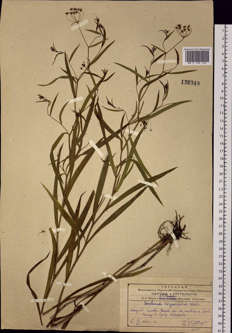 Bupleurum scorzonerifolium Willd., Siberia, Russian Far East (S6) (Russia)