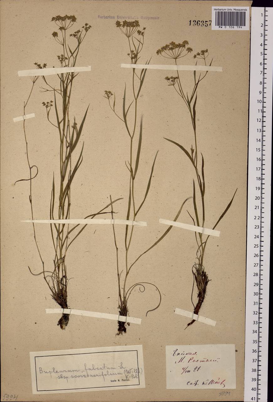 Bupleurum scorzonerifolium Willd., Siberia, Baikal & Transbaikal region (S4) (Russia)