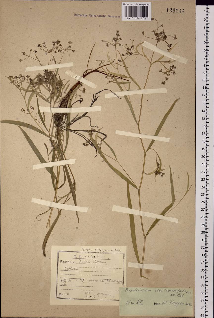 Bupleurum scorzonerifolium Willd., Siberia, Baikal & Transbaikal region (S4) (Russia)