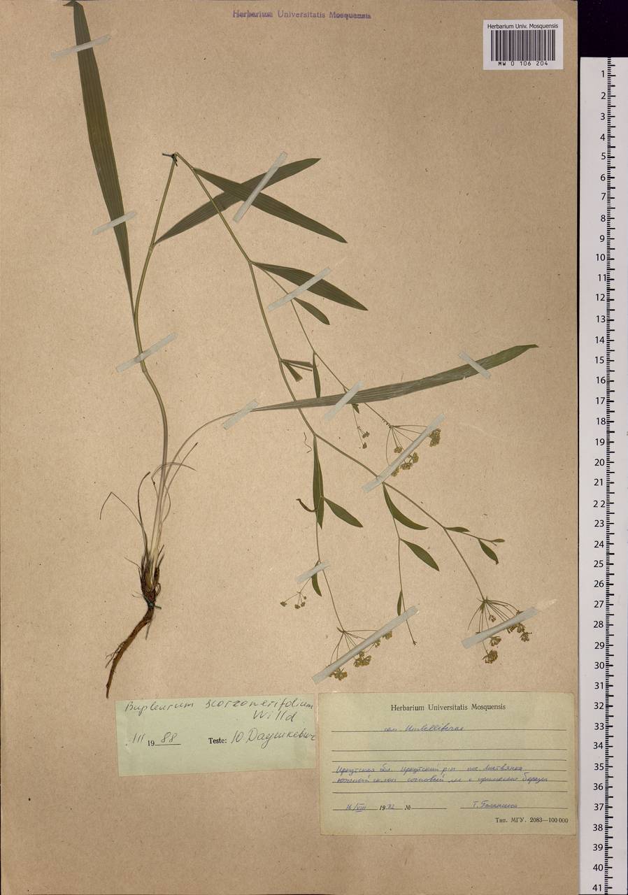 Bupleurum scorzonerifolium Willd., Siberia, Baikal & Transbaikal region (S4) (Russia)