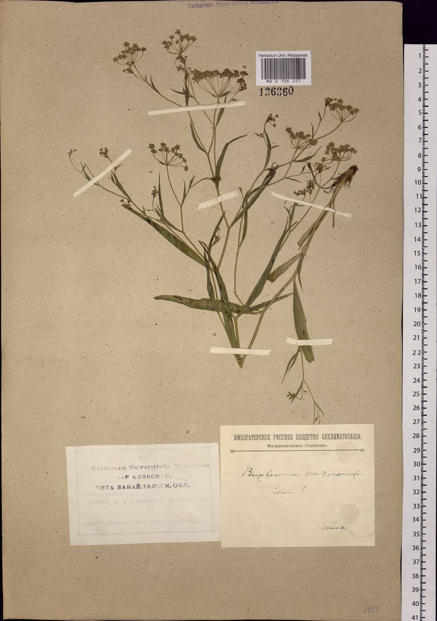 Bupleurum scorzonerifolium Willd., Siberia, Baikal & Transbaikal region (S4) (Russia)