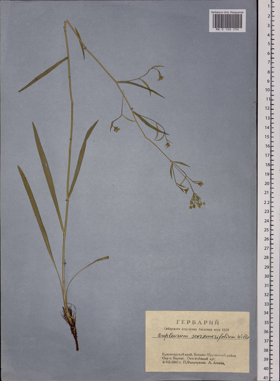 Bupleurum scorzonerifolium Willd., Siberia, Central Siberia (S3) (Russia)