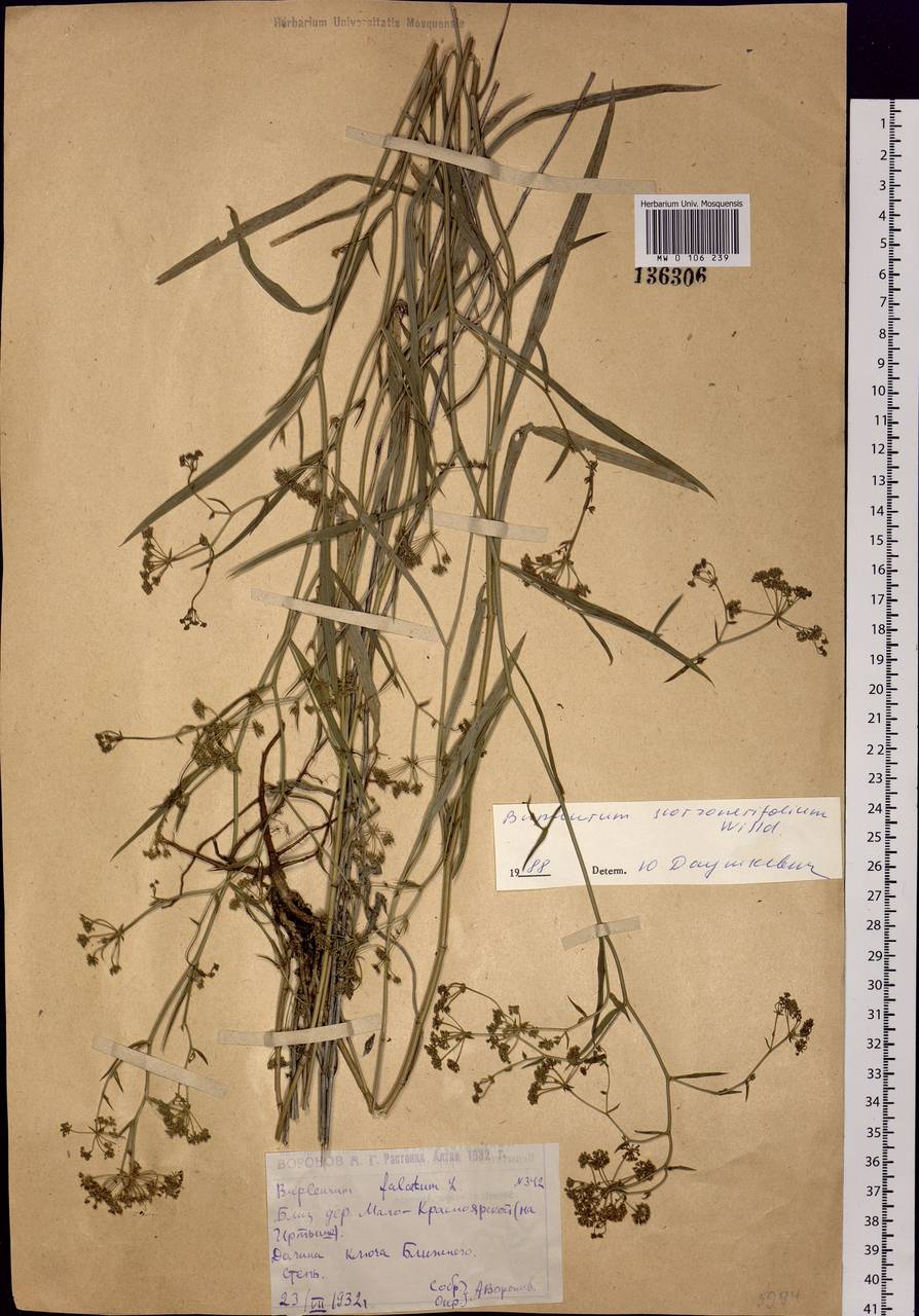 Bupleurum scorzonerifolium Willd., Siberia, Western (Kazakhstan) Altai Mountains (S2a) (Kazakhstan)
