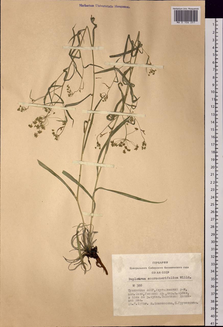 Bupleurum scorzonerifolium Willd., Siberia, Altai & Sayany Mountains (S2) (Russia)