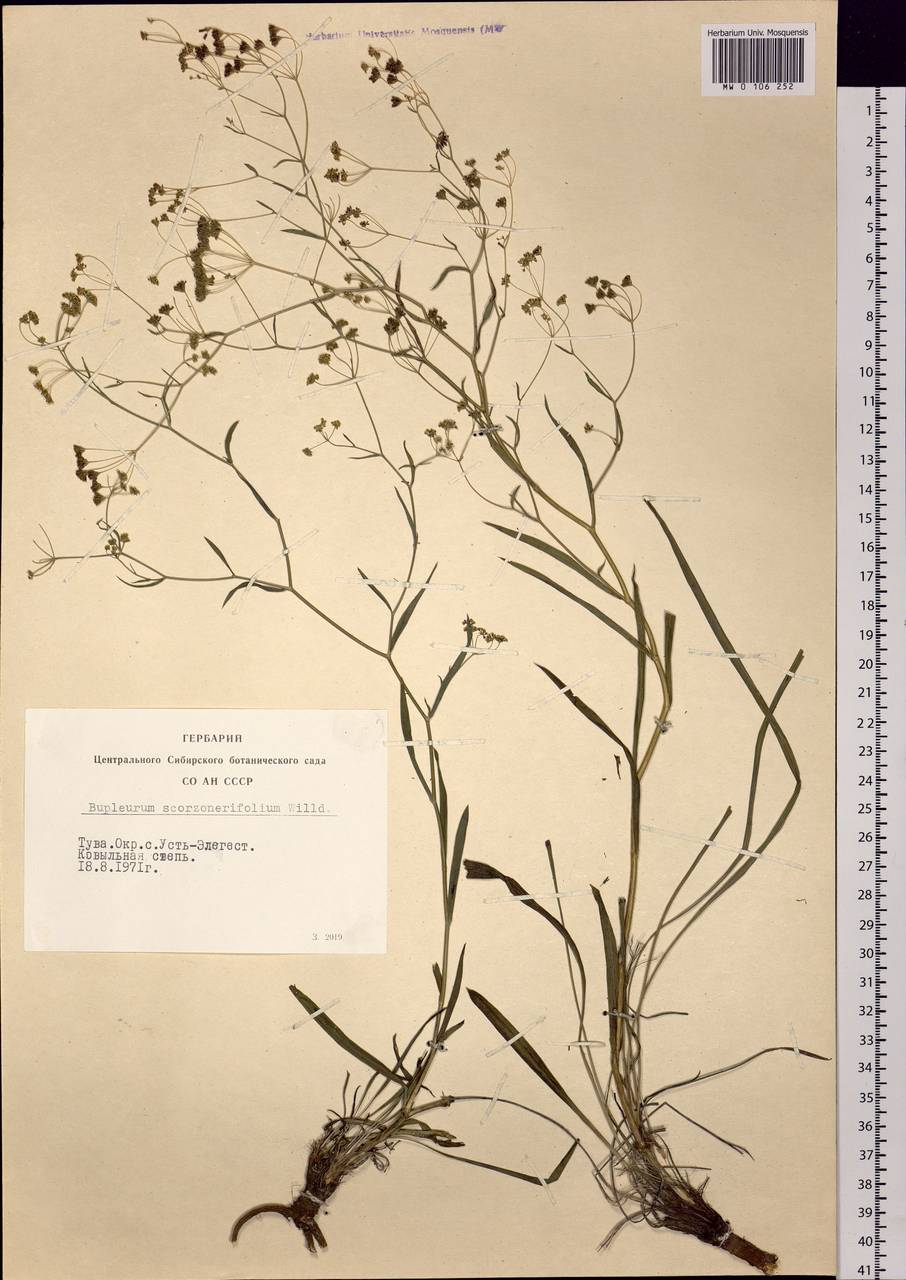 Bupleurum scorzonerifolium Willd., Siberia, Altai & Sayany Mountains (S2) (Russia)