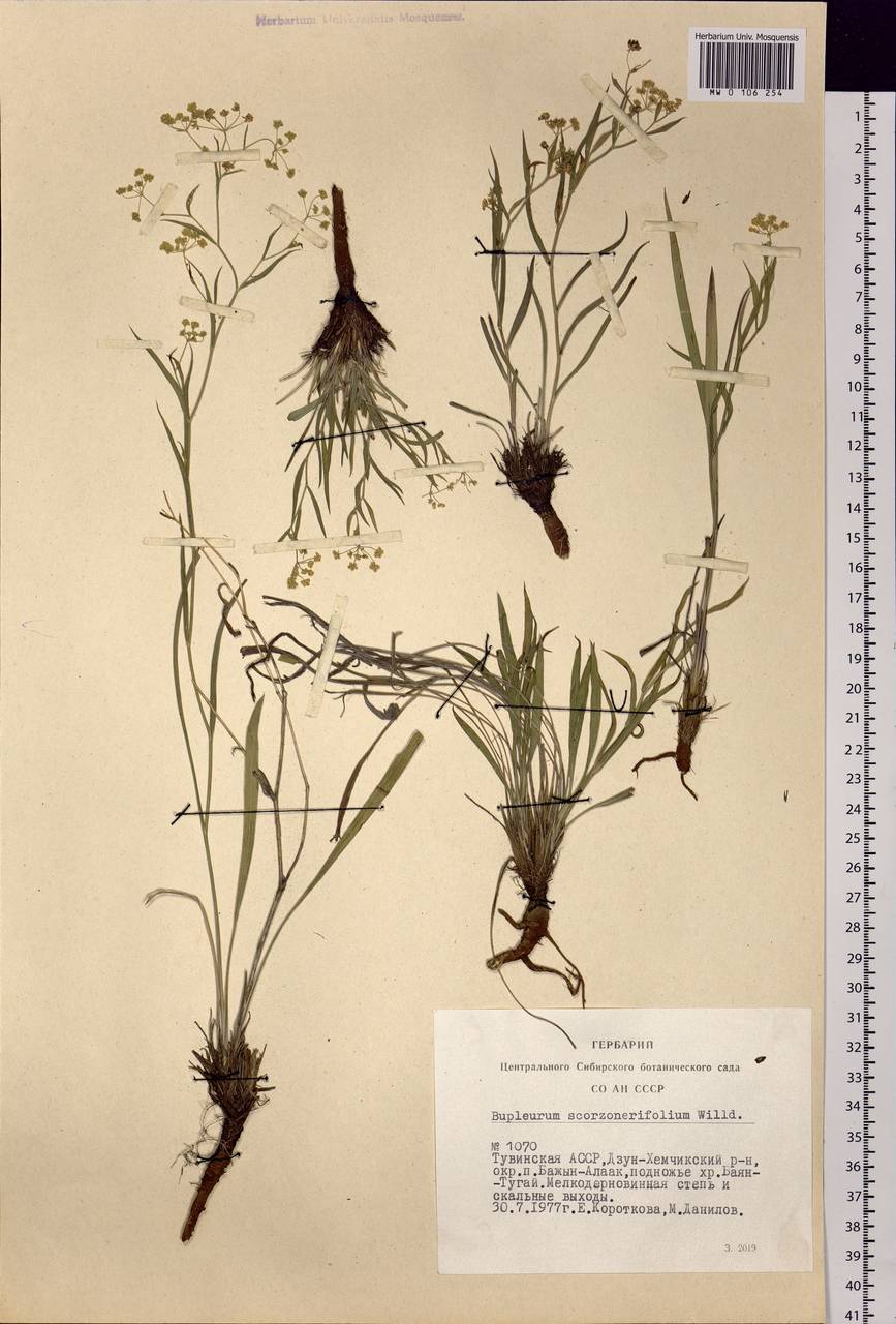 Bupleurum scorzonerifolium Willd., Siberia, Altai & Sayany Mountains (S2) (Russia)