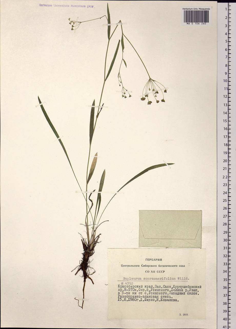 Bupleurum scorzonerifolium Willd., Siberia, Altai & Sayany Mountains (S2) (Russia)