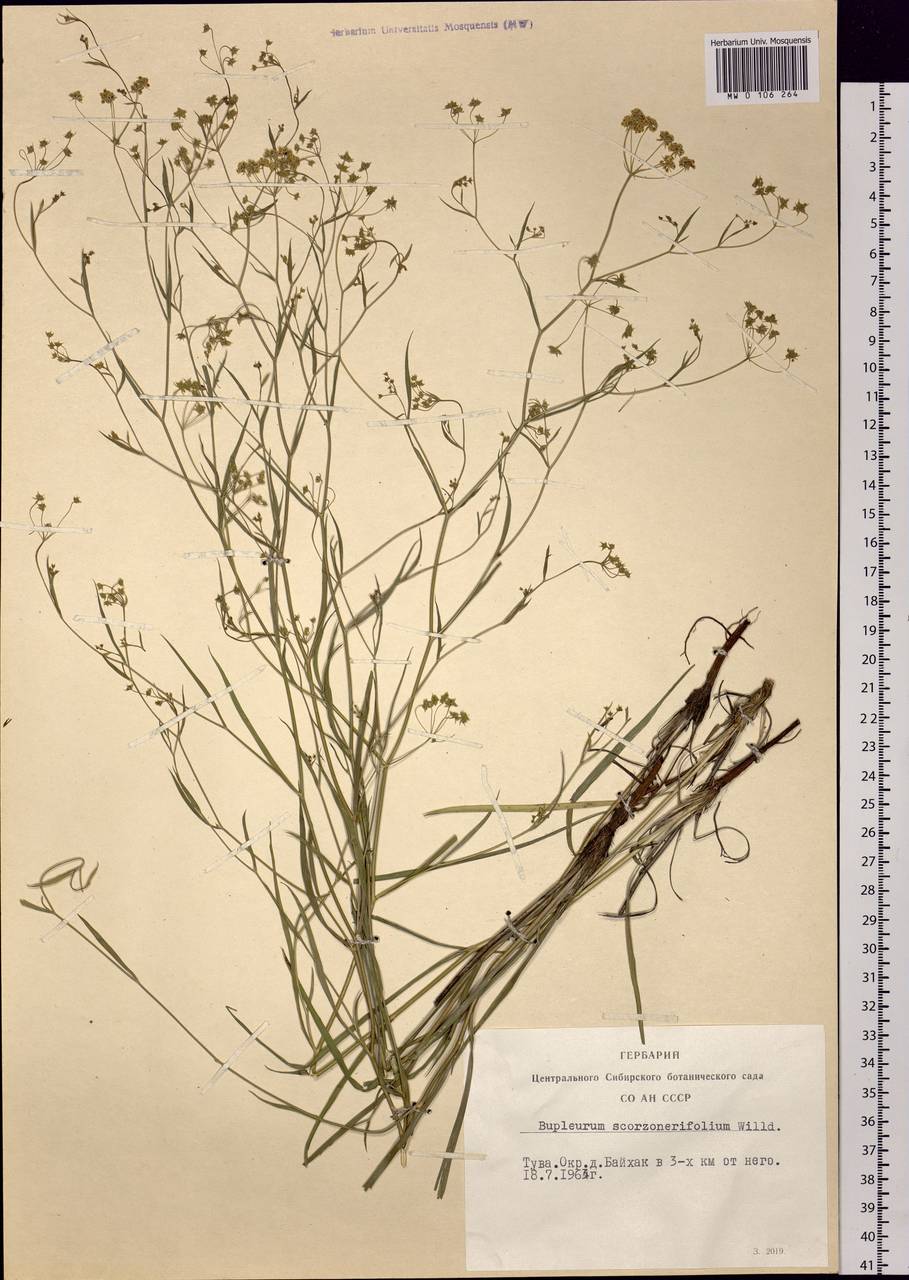 Bupleurum scorzonerifolium Willd., Siberia, Altai & Sayany Mountains (S2) (Russia)