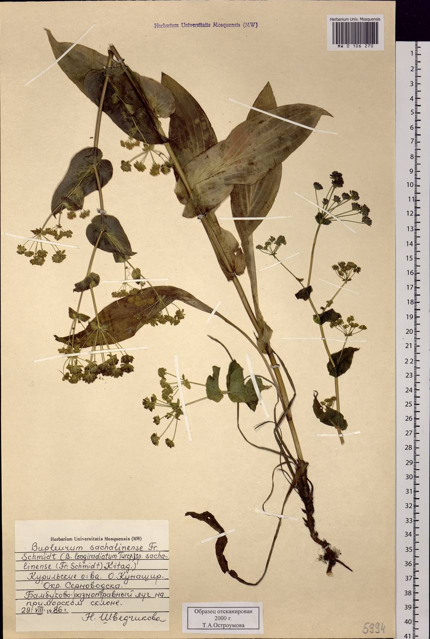 Bupleurum sachalinense F.Schmidt, Siberia, Russian Far East (S6) (Russia)