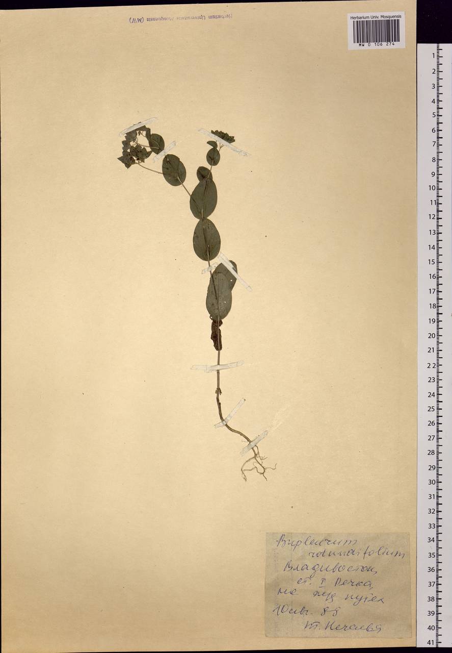 Bupleurum rotundifolium L., Siberia, Russian Far East (S6) (Russia)