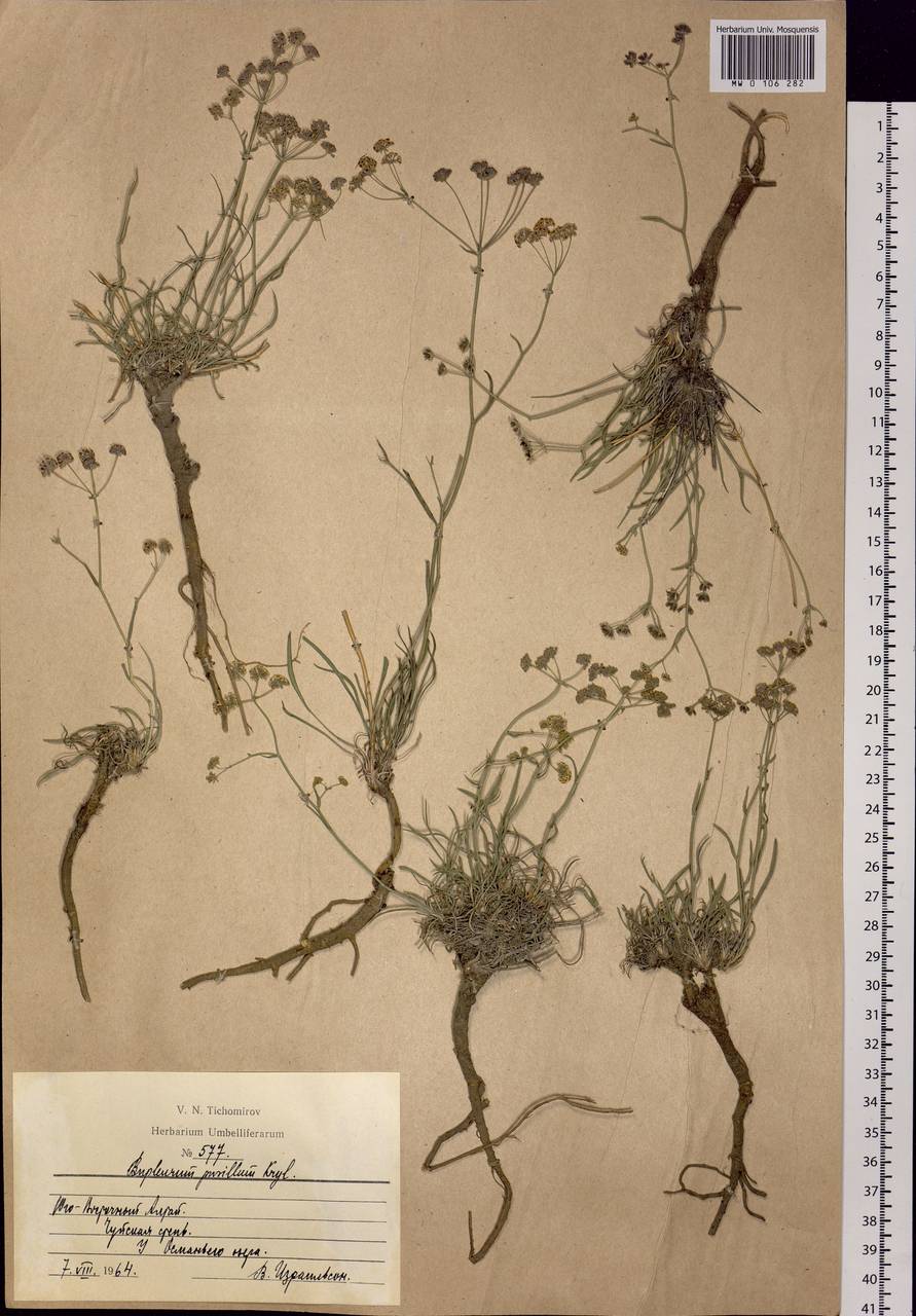 Bupleurum pusillum Krylov, Siberia, Altai & Sayany Mountains (S2) (Russia)