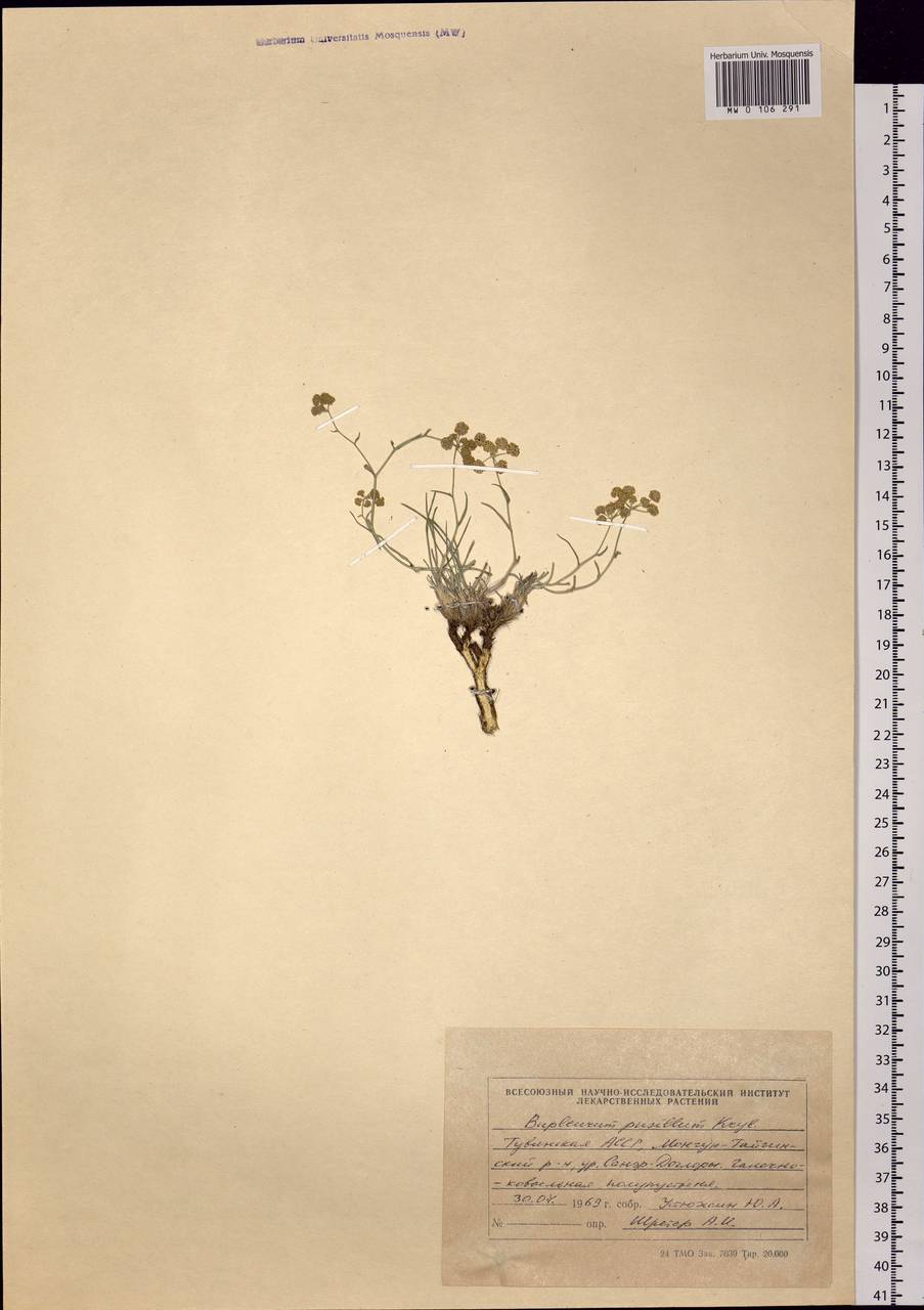 Bupleurum pusillum Krylov, Siberia, Altai & Sayany Mountains (S2) (Russia)