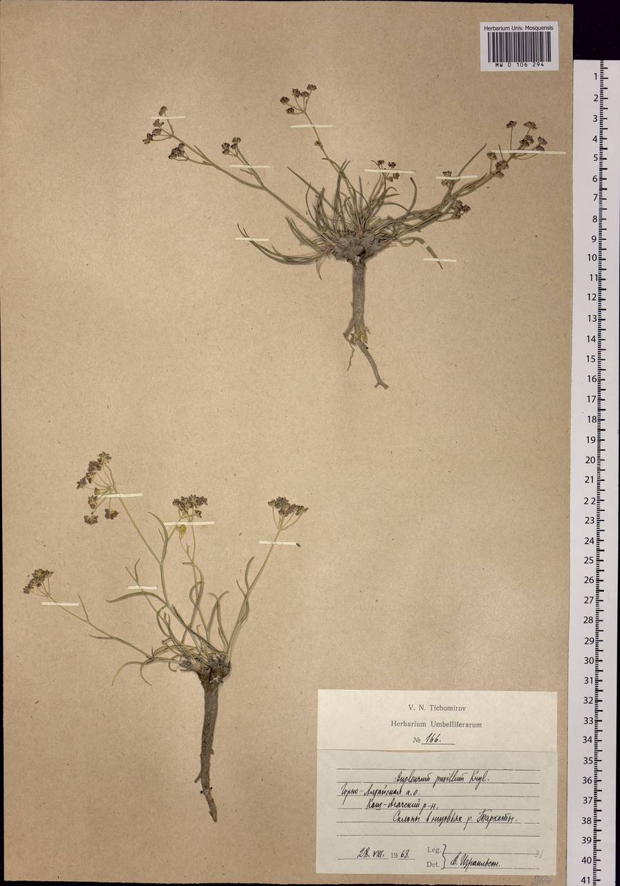 Bupleurum pusillum Krylov, Siberia, Altai & Sayany Mountains (S2) (Russia)